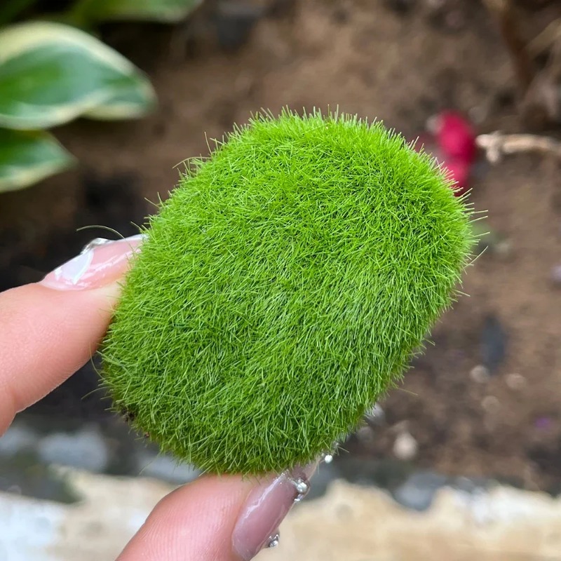 100/5PCS 인공 이끼 바위 가짜 녹색 이끼 바위  - Sphagnum Moss Dry 리뷰 및 가격