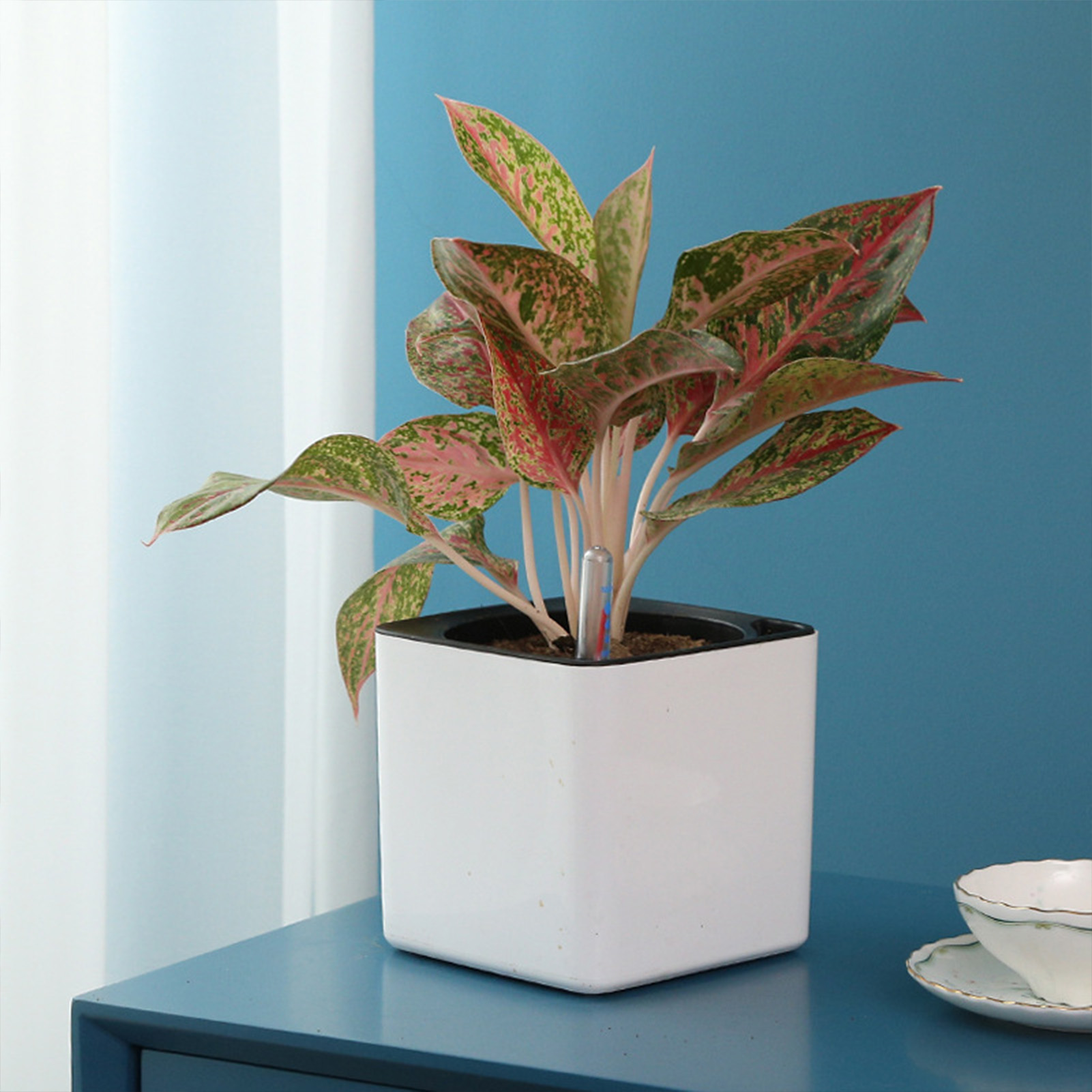 3가지 크기의 자동 급수 화분, 녹색 식물용 자동 흡수 - Self Watering Insert 리뷰 및 가격